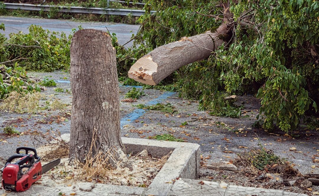 Uno degli alberi tagliati in piazza Spogliatore a Vibo (foto Verilio)