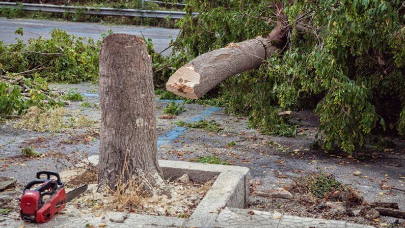 Strage di alberi in piazza Spogliatore a Vibo, sdegno social: «È uno scempio» - FOTO