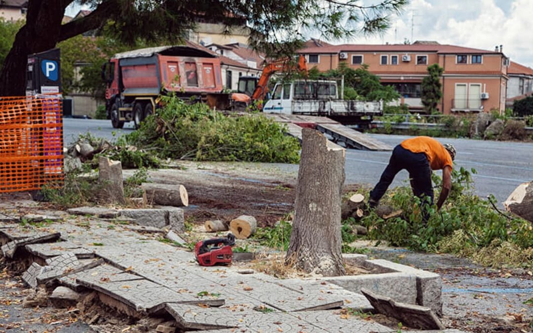 Il taglio degli alberi in piazza Spogliatore a Vibo Valentia