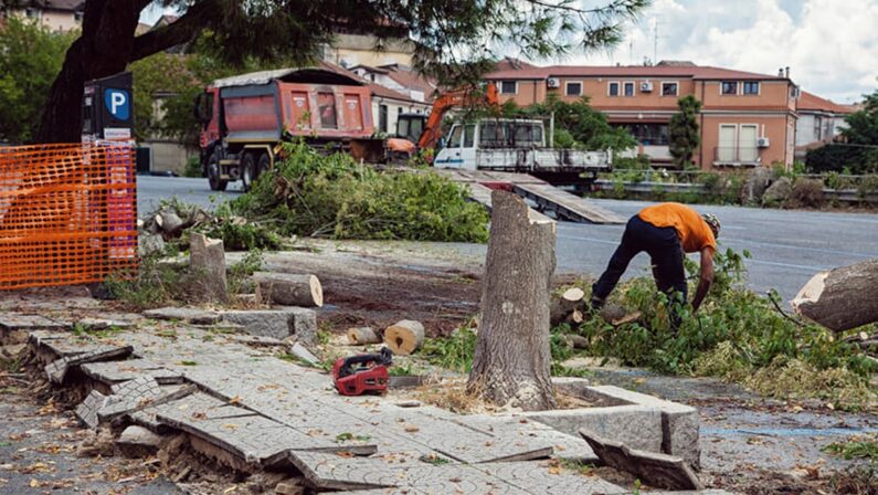 Vibo, stop immediato al taglio degli alberi di piazza Spogliatore