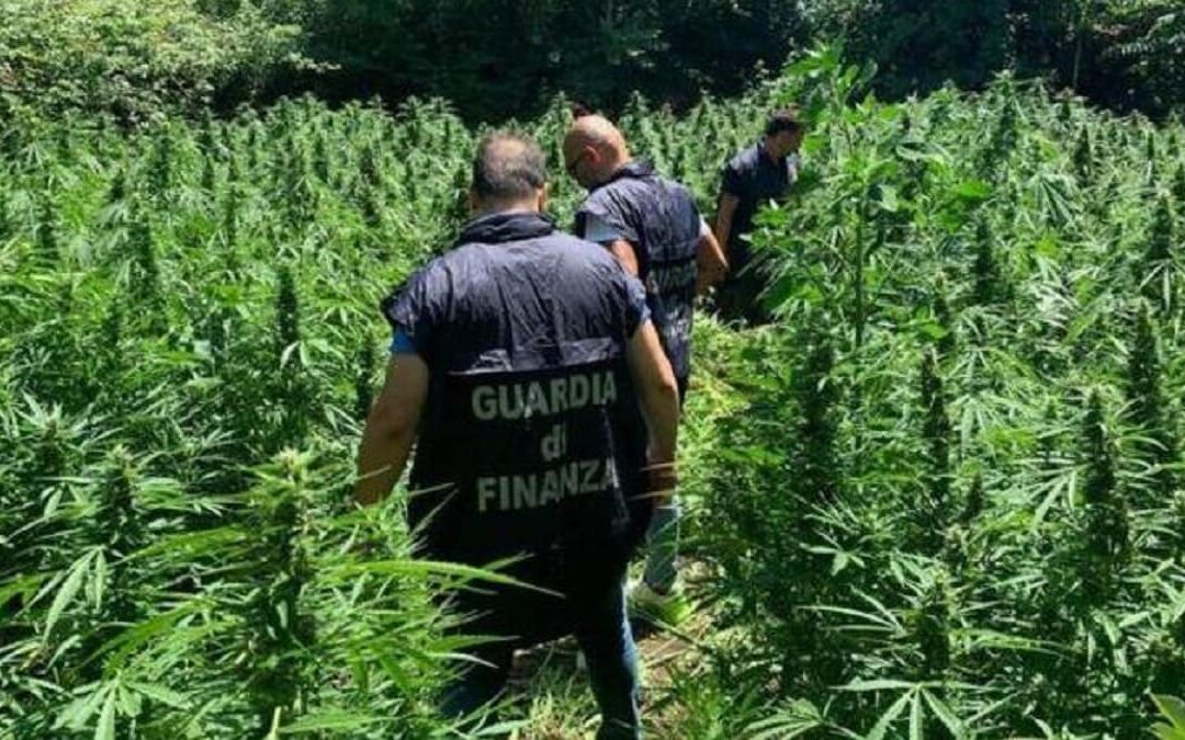 Scoperte 650 piante di marijuana a Lamezia