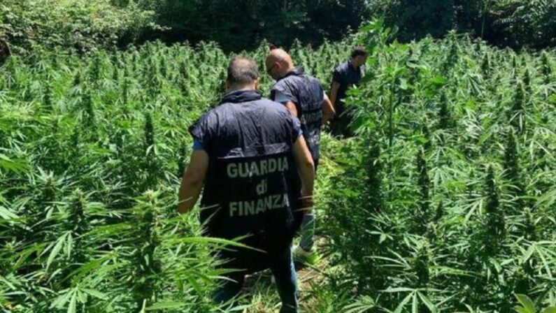 Lamezia, scoperte 650 piante di marijuana in un terreno del Comune