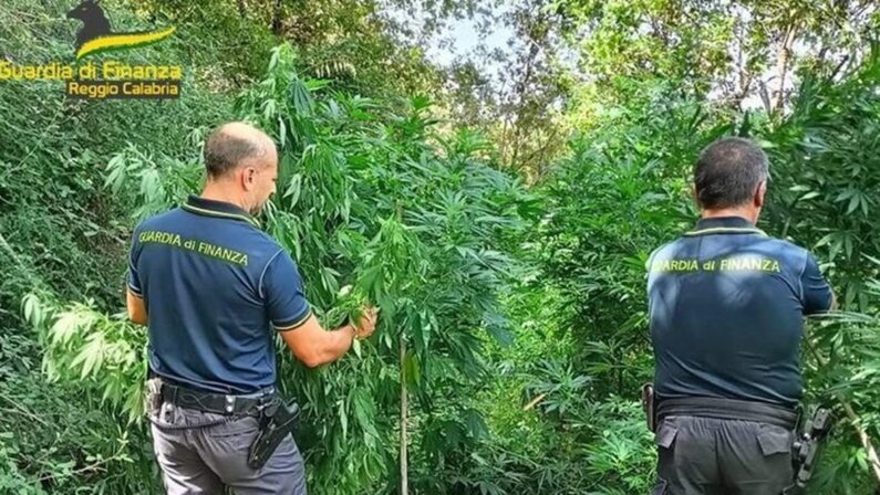 Reggio Calabria: sequestrata piantagione di marijuana, un arresto