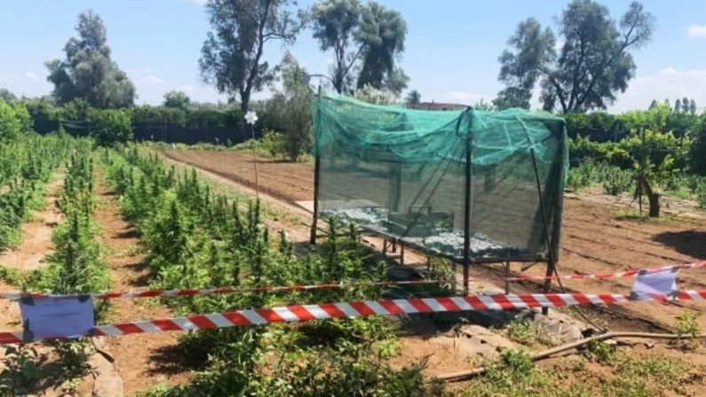 Marijuana per oltre mezzo milione di euro sequestrata nel Reggino, 11 arresti