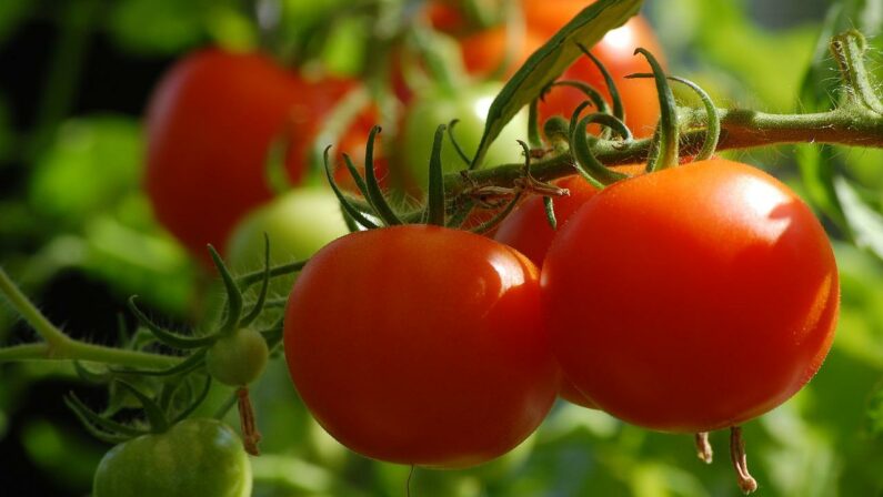 Un orto abusivo nel cimitero di Molfetta, il Comune avvia le verifiche