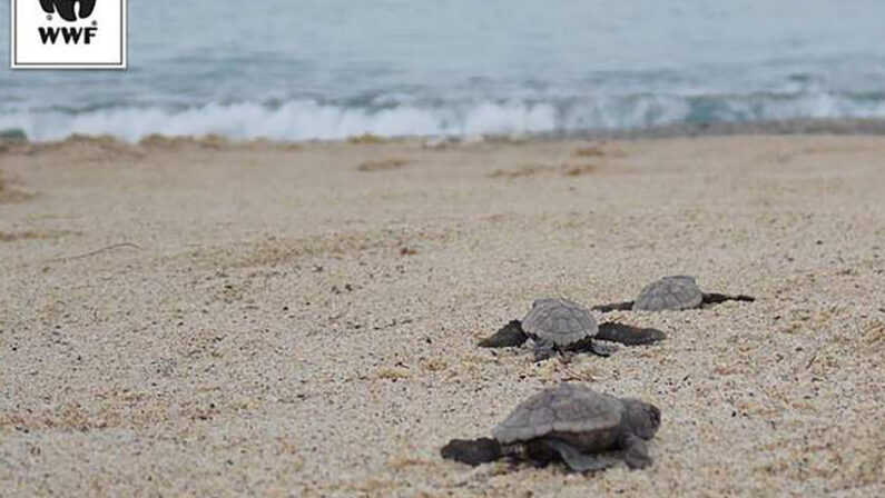 Nido di Caretta Caretta a Taranto, nate le prime 31 tartarughe