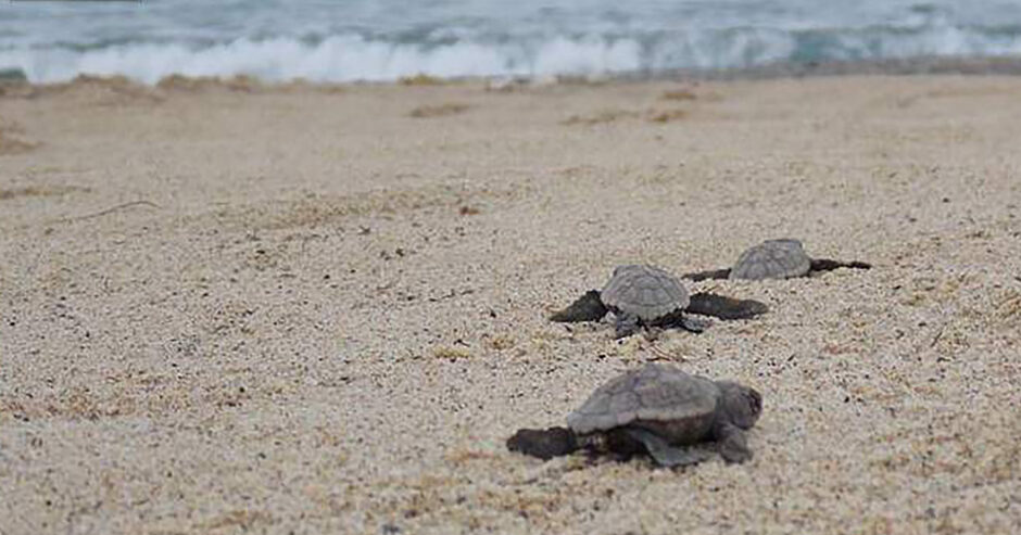Nido di Caretta Caretta a Taranto, nate le prime 31 tartarughe