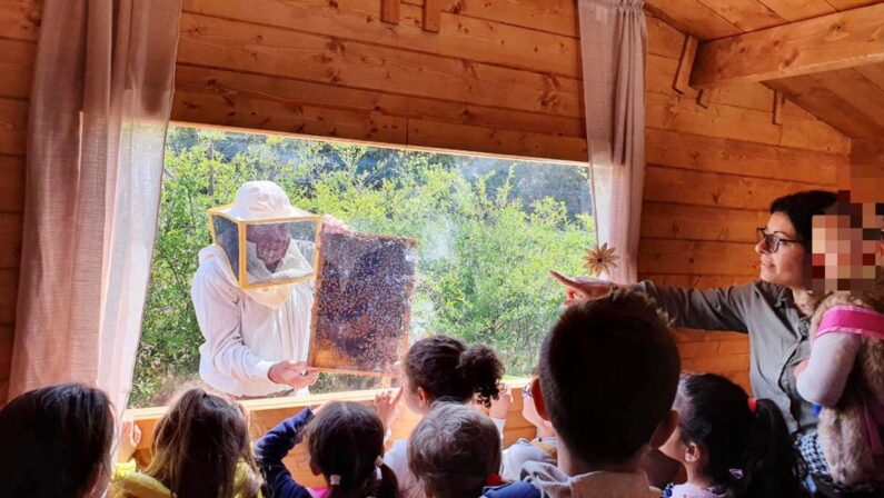 Ronzio di api e profumo di miele: ecco il primo apiario olistico in Calabria