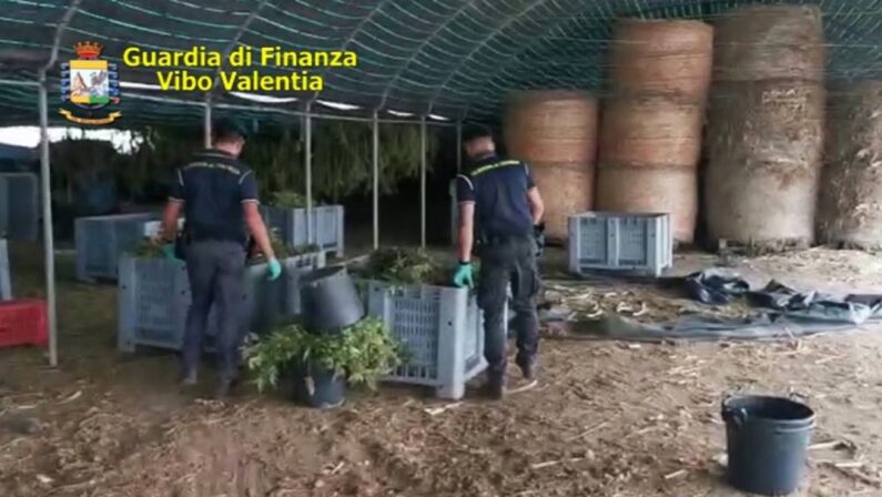 Sequestro di 600 kg di droga in un vivaio: condanna annullata con rinvio