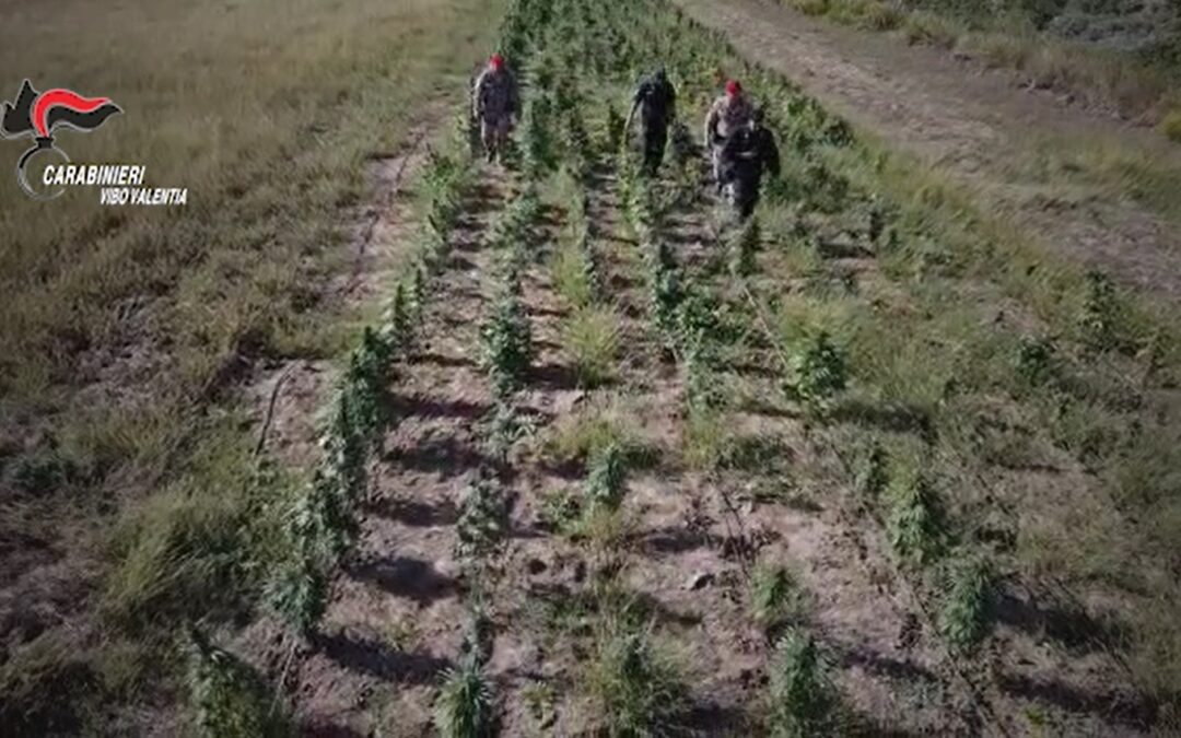Il controllo dei carabinieri nella piantagione di marijuana