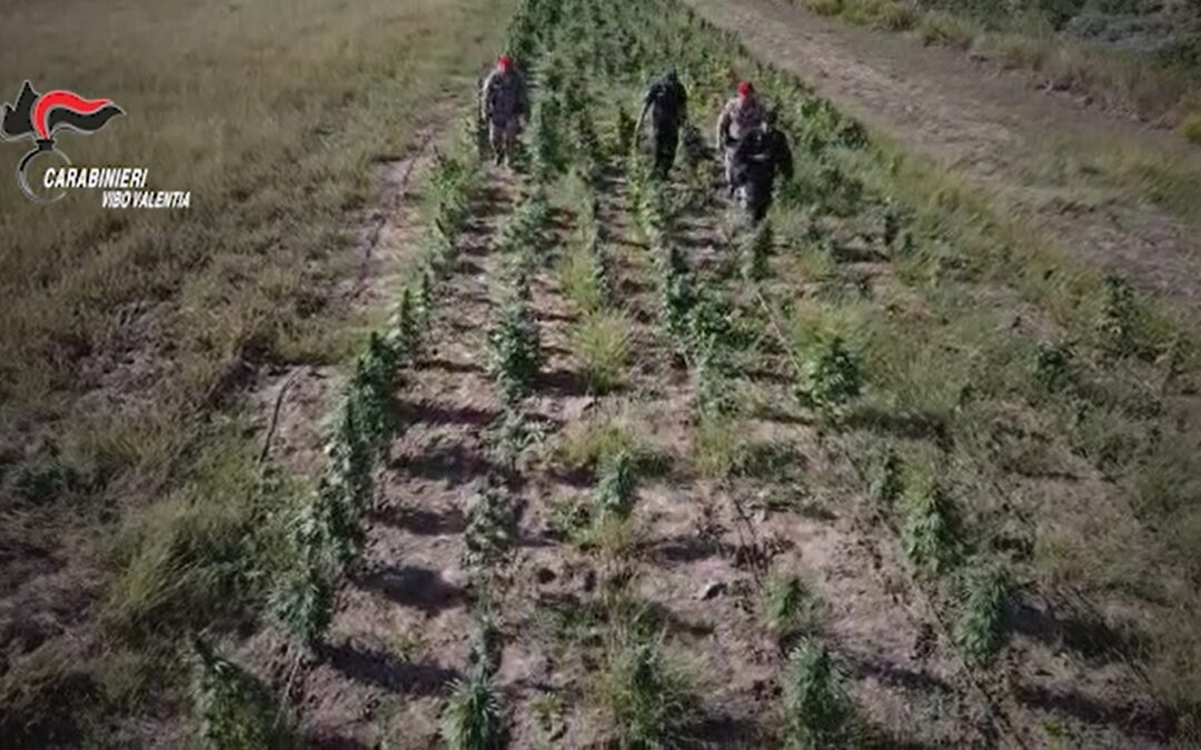 Il controllo dei carabinieri nella piantagione di marijuana