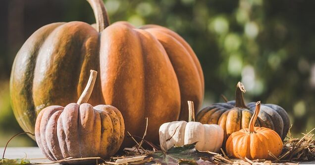 Clima pazzo ad Halloween, la Coldiretti: " In Puglia -15% di zucche"