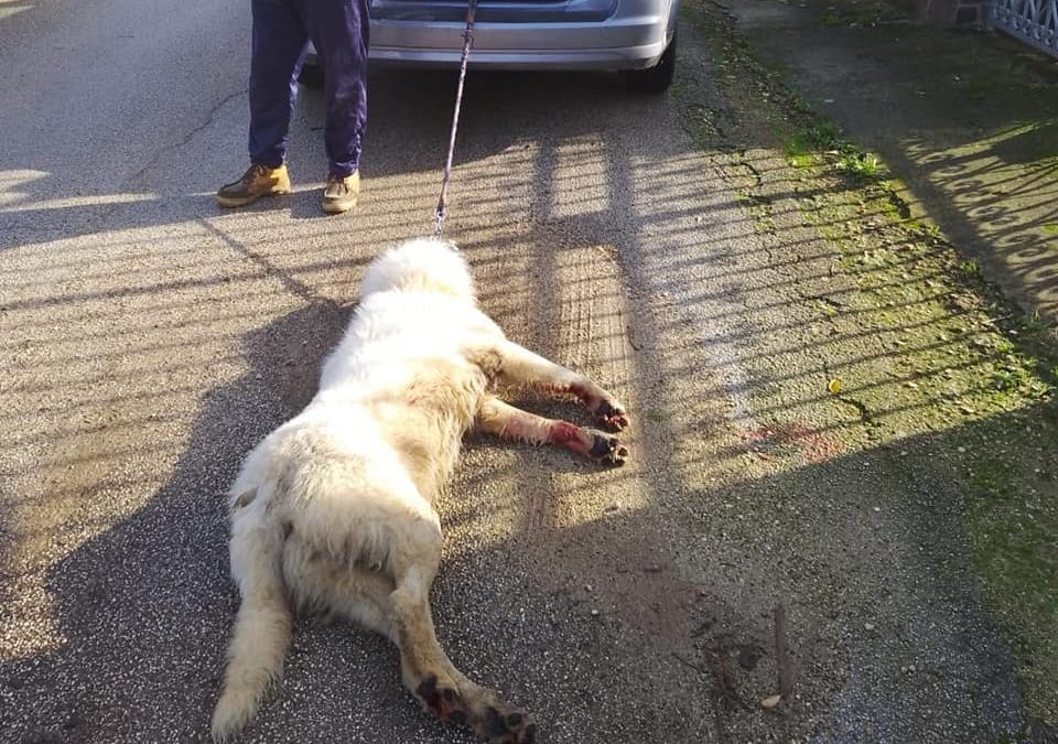 Lecce, lega il cane all’auto fino a ucciderlo: aveva ammazzato due galline