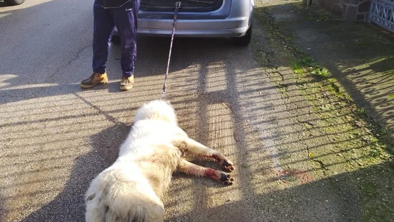 Lecce, lega il cane all'auto fino a ucciderlo: aveva ammazzato due galline