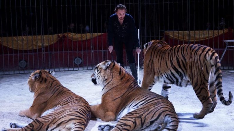 Domatore del circo Orfei aggredito da una tigre durante lo spettacolo nel Leccese, ricoverato