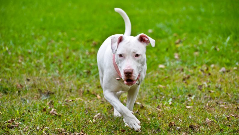 Altamura, aizza il cane che ferisce un uomo. I carabinieri abbattono l'animale