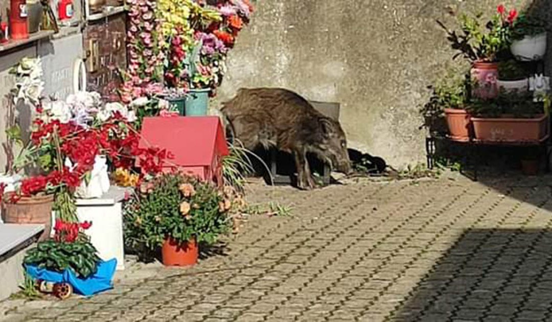 San Pietro a Maida, Cimitero chiuso per la presenza di cinghiali