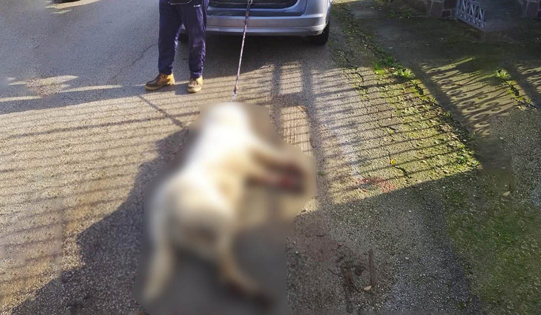 Lecce, lega il cane all’auto fino a ucciderlo: aveva ammazzato due galline