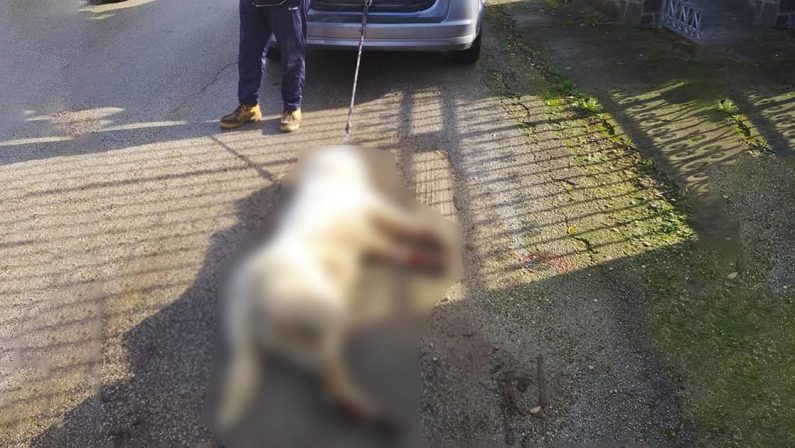 Lecce, lega il cane all'auto fino a ucciderlo: aveva ammazzato due galline