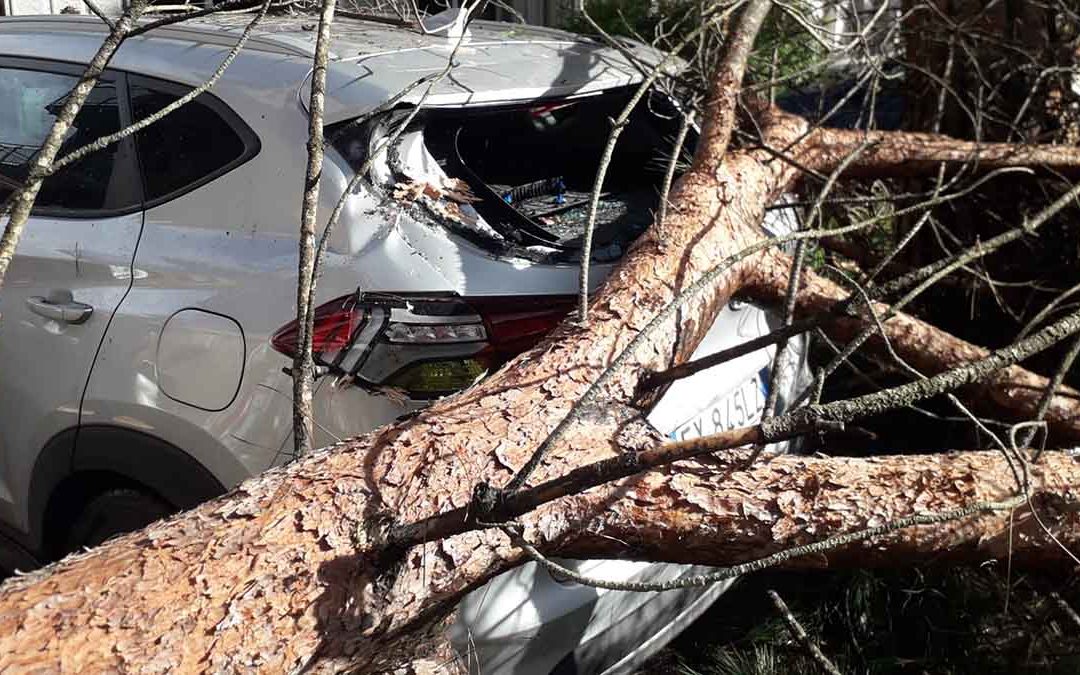 Tragedia sfiorata a Vibo: un grosso ramo di un albero travolge un’auto