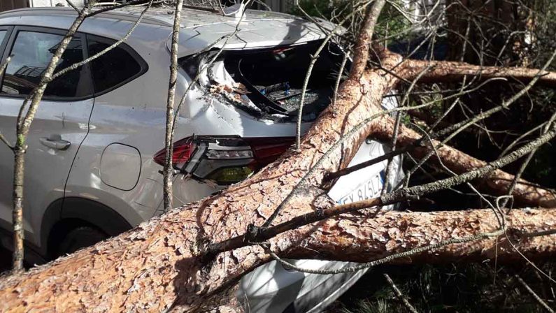 Tragedia sfiorata a Vibo: un grosso ramo travolge un'auto