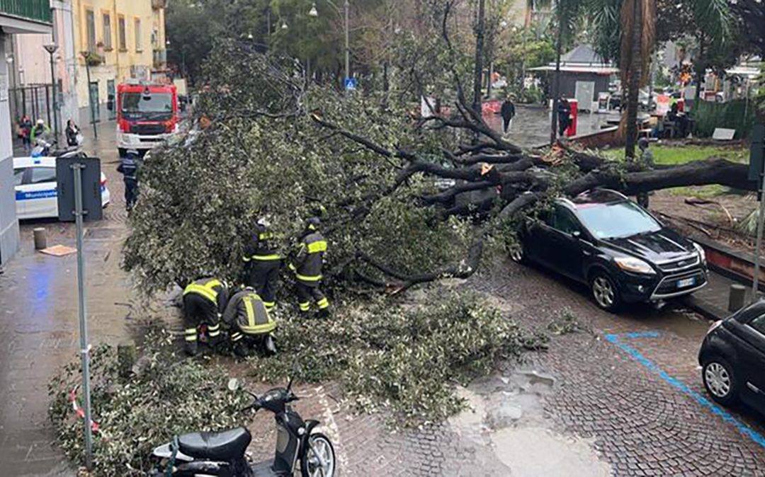 L'albero caduto a Napoli in piazza Cavour
