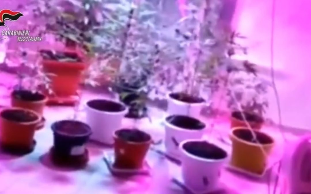 Le piante di marijuana scoperte nel Reggino