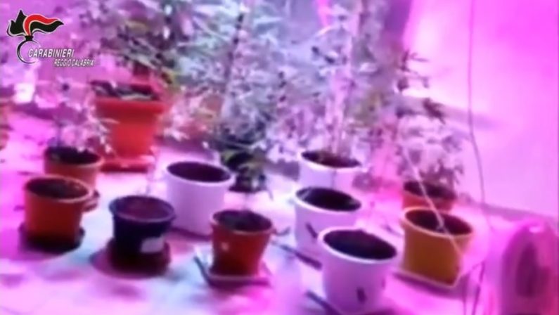 Piantagioni di marijuana indoor, 13 misure cautelari nel Reggino