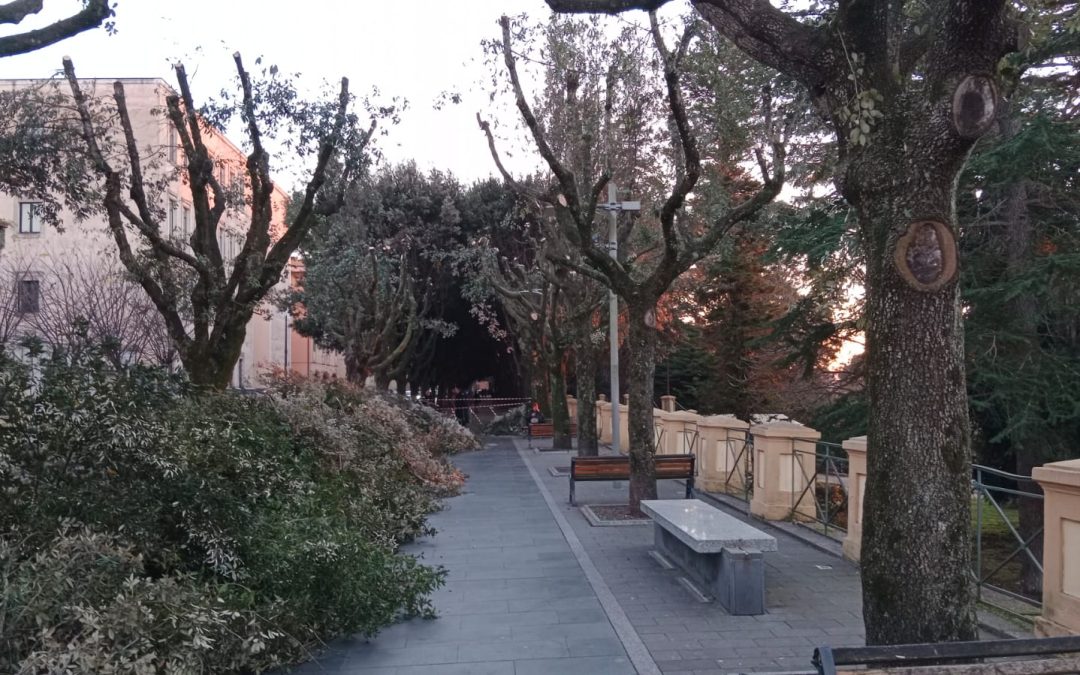 La "drastica" potatura degli alberi di viale Regina Margherita a Vibo Valentia