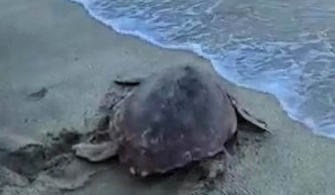 La tartaruga Tico viene liberata in mare