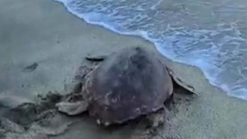 Pizzo, liberata in mare la tartaruga Tico