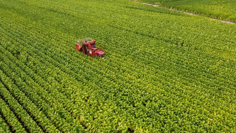 Agricoltura in Basilicata: crollo di produzione e danni