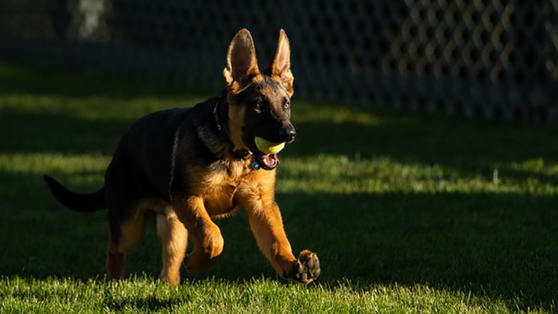 Soverato, liberato un cane rinchiuso in un furgone