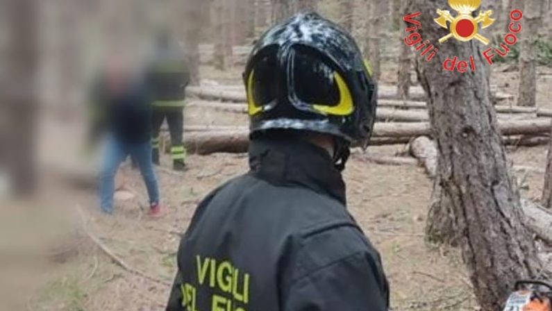 Cosenza, operaio taglialegna muore schiacciato da un albero a Luzzi