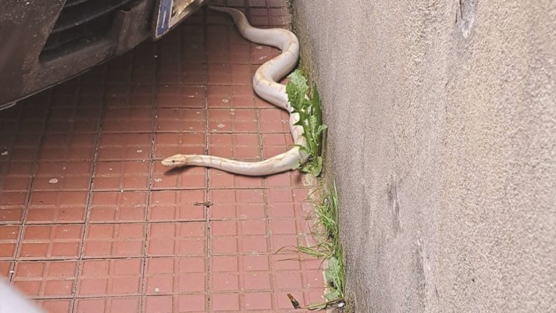 Pitone albino a spasso per Serra San Bruno, il Wwf: «Non è pericoloso»