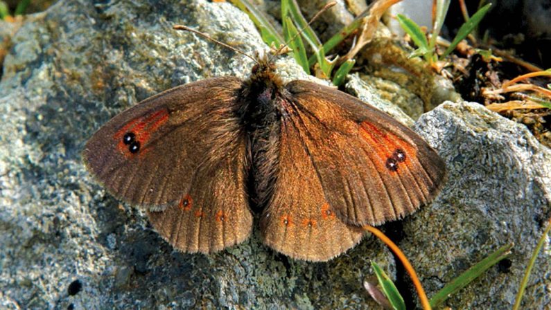 Calabria terra di farfalle, quasi metà delle specie in Italia si trova in regione
