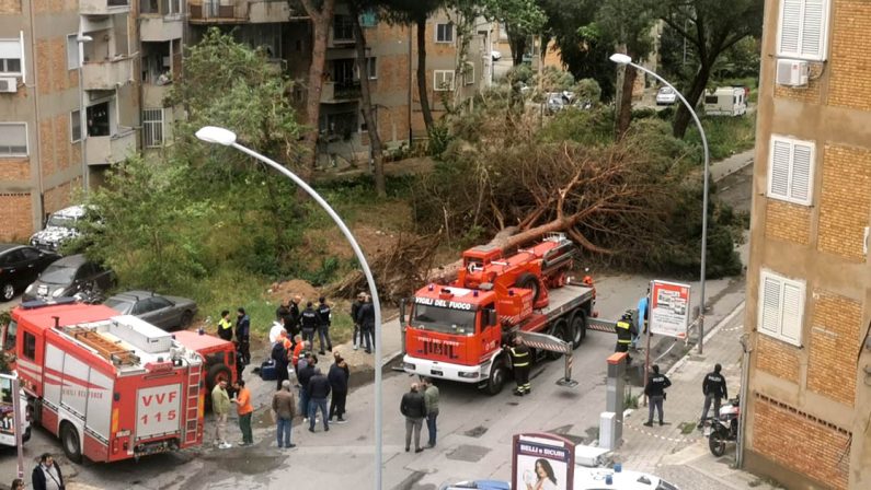 Tragedia a Reggio Calabria, cade un albero e schiaccia un uomo uccidendolo