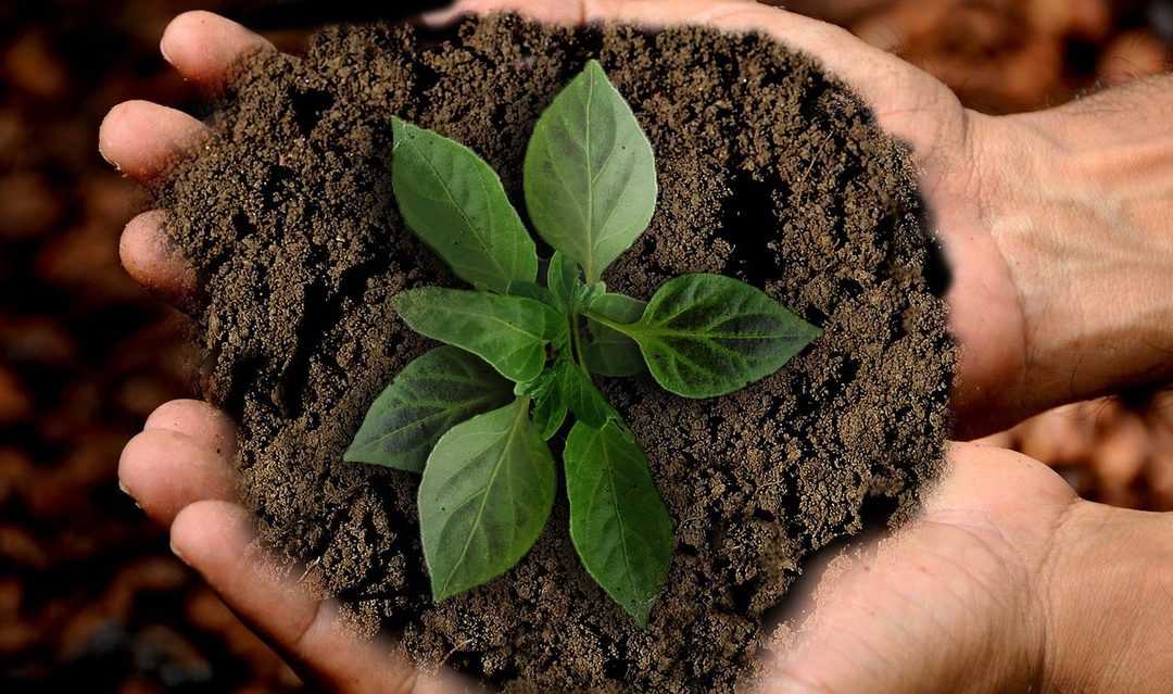 L’agricoltura sociale contro guerra e calamità