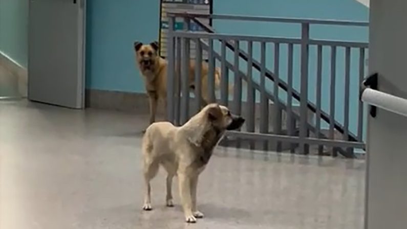 Cani randagi a spasso nei reparti dell'ospedale di Lamezia Terme