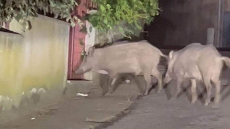 Emergenza cinghiali a Vibo Valentia, diversi esemplari a spasso per la città