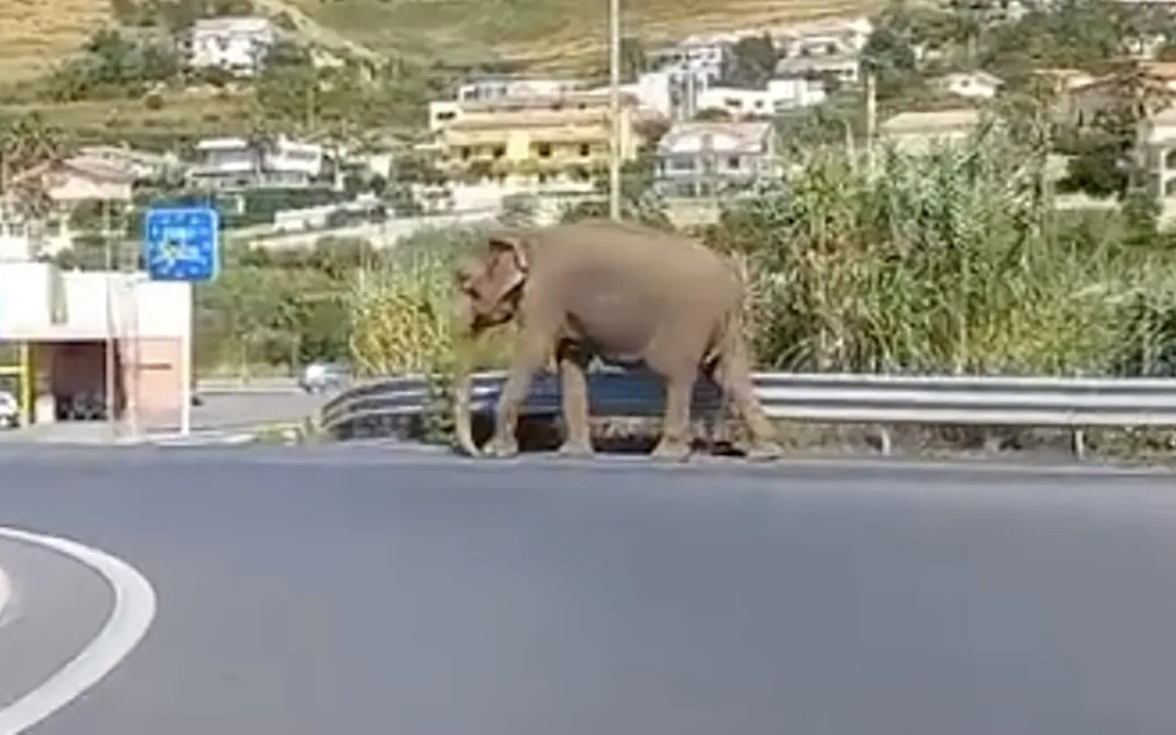 L'elefante in giro per Amantea