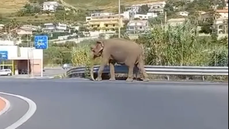 Un elefante a passeggio per le strade di Amantea