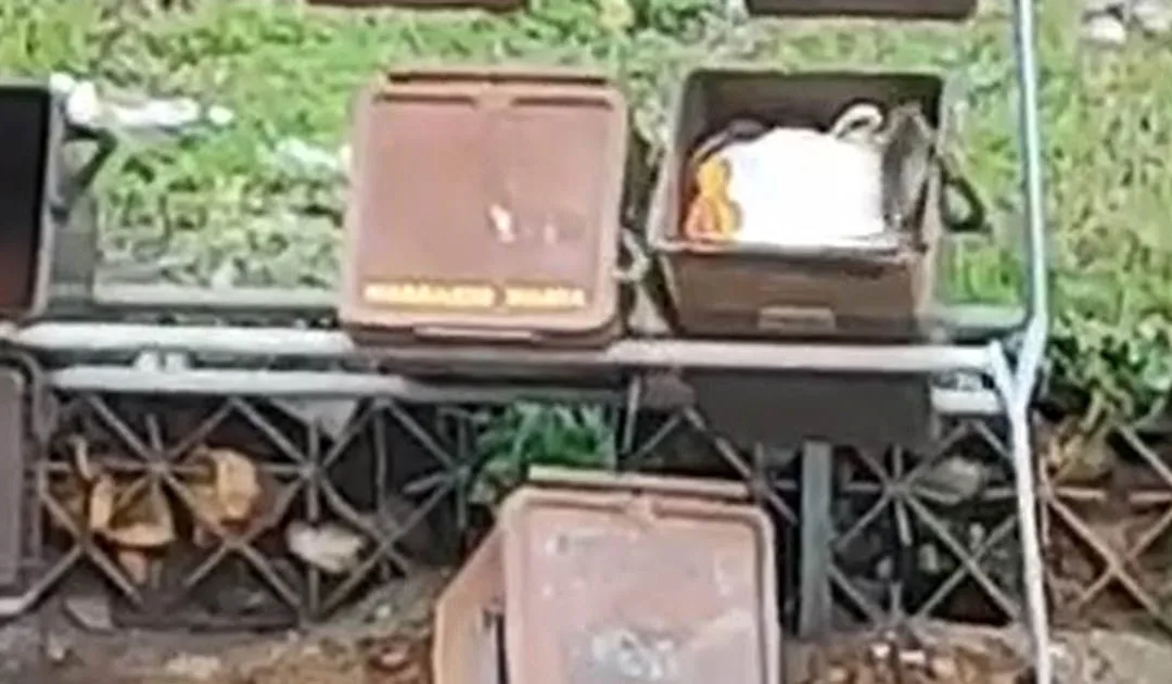 Decine di topi in strada a Vagliolise