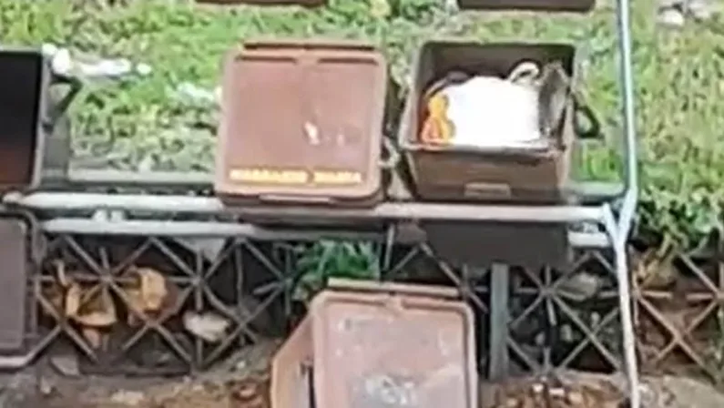 Decine di topi in strada a Vagliolise - VIDEO