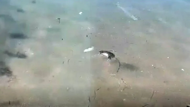 Topi morti e liquami di scarico a riva a Vibo Marina - VIDEO