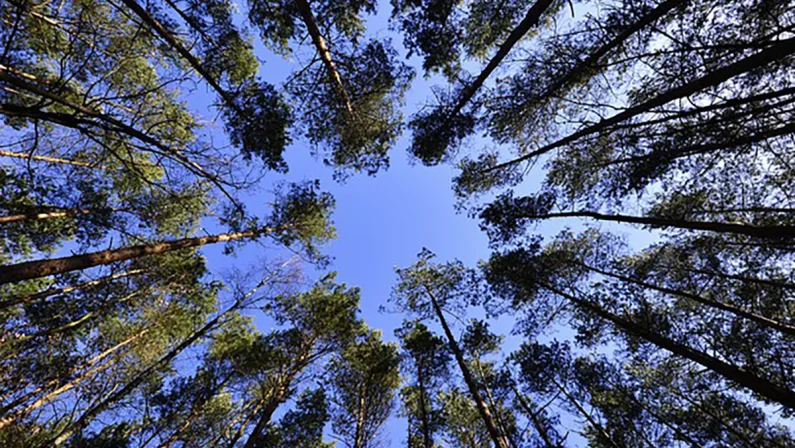 Cerere e gli alberi da Aristotele a Green