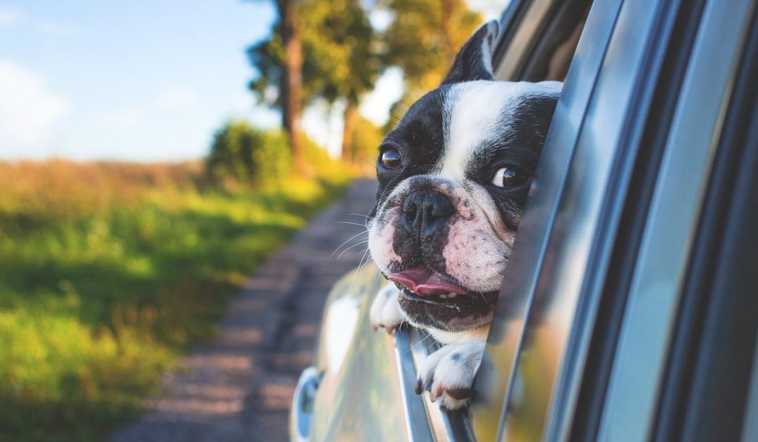 Estate con gli animali domestici, lotta all’abbandono e consigli per le vacanze