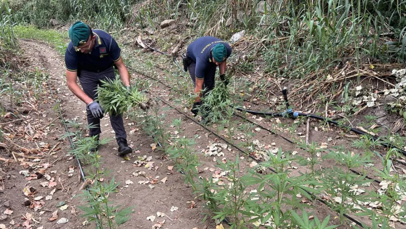 Piantagione di canapa da un milione di euro scoperta a Vibo