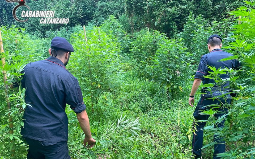Lamezia Terme, piantagione di marijuana con 1200 piante alte 2 metri