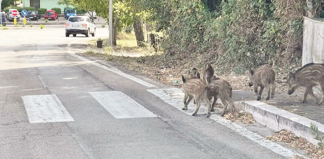 La presenza dei cinghiali nelle strade è ormai un’emergenza